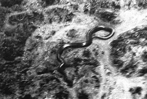The Giant Congo Snake Archaeology And Ancient Civilizations