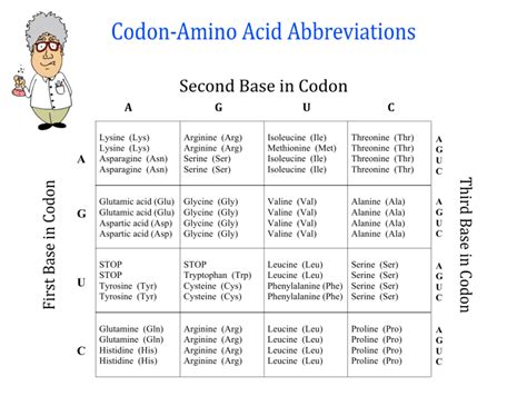 Chart Of Amino Acids Names And Abbreviations And Codons