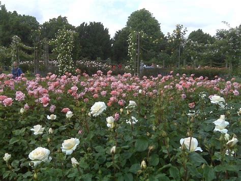 Queen Marys Rose Garden Regents Park Cuadros