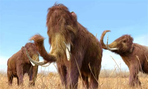 Woolly Mammoth Vs Mastodon What Are The Key Differences