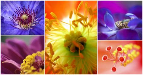 17 Stunningly Beautiful Macro Flower Pics