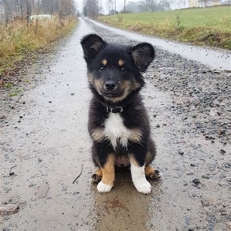 Characteristics, history, care tips, and helpful information for pet owners. Icelandic Sheepdog | Dog Breed Info: Pictures, Personality ...