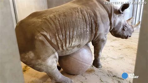 This Is What Happens When You Give A Rhino A Giant Ball