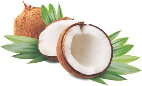 Coconut Png Images Transparent Background Png Play