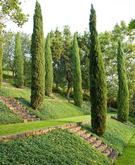 Small flowering shrubs in the rhododendron family thrive in zones 5 to 8. Pin on Landscaping