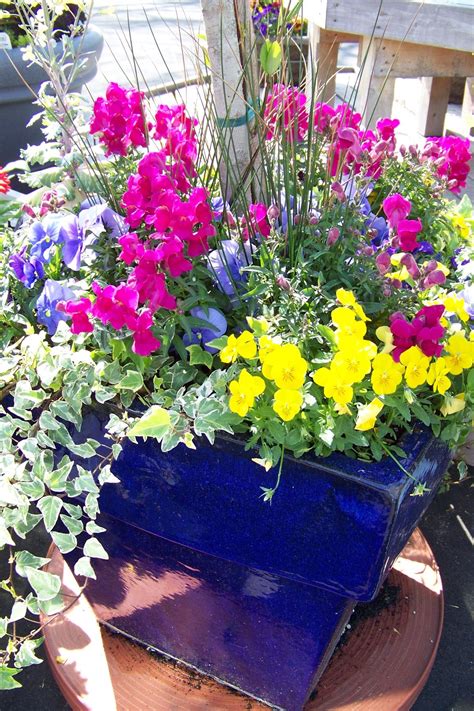 Wonderful Color For Container Gardening Container Gardening Plants