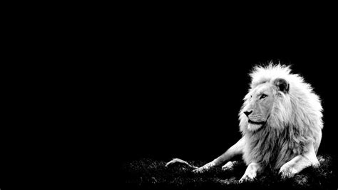 Black And White Lion Wallpapers Top Free Black And White Lion