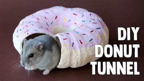 9 Diy Hamster Toys You Can Make Today Petkeen