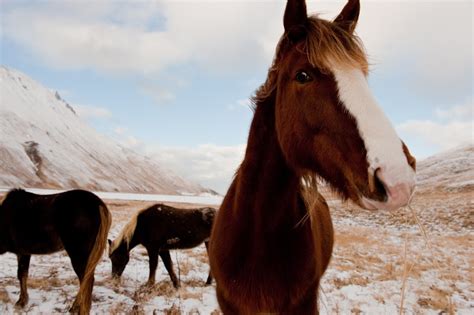 David Newsom Pictures Wild Horses Of Summers Bay Unalaska