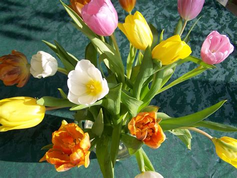 Karangan Bunga Tulip Foto Gratis Di Pixabay Pixabay
