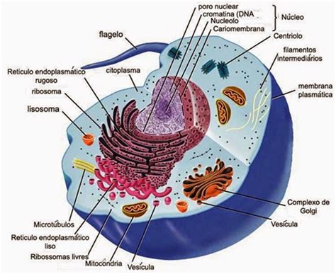 Cèlula Eucarionte Plant Cell Functions Cell Parts And Functions Cell