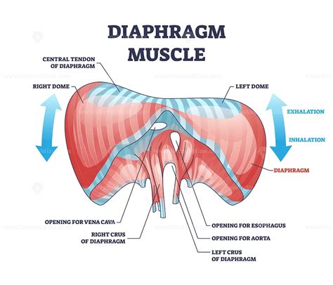 Diaphragm Muscle With Exhalation And Inhalation Movement Outline