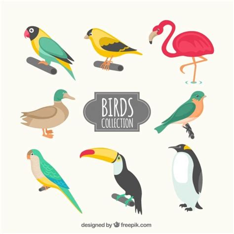Kinds Of Birds Collection Vector Free Download