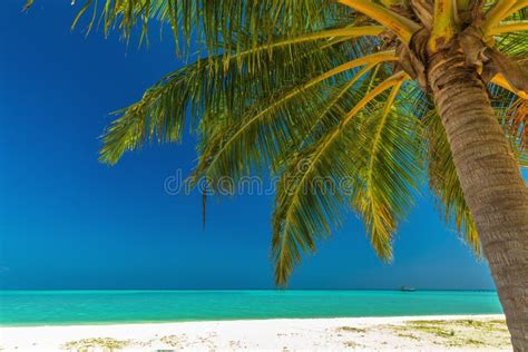 White Tropical Beach In Maldives With Few Palm Trees And Lagoon Stock
