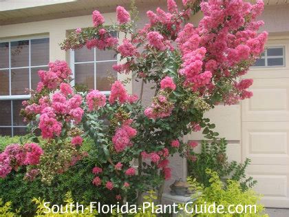 Any crape myrtle tree is a great pick for central florida. Landscaping Ideas For A Log Cabin