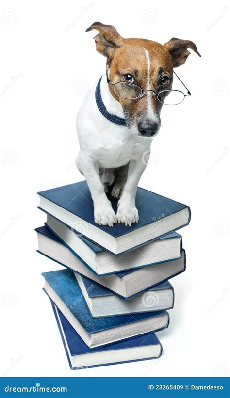 Dog On A Book Stack Stock Image Image Of Reading Focus 23265409