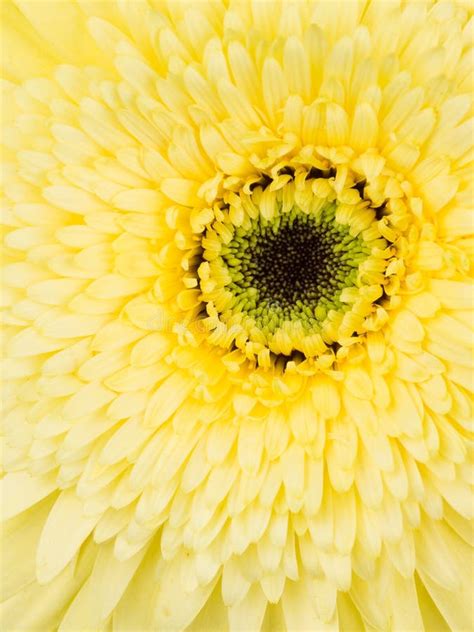 Yellow Gerbera Flower Stock Photo Image Of Arrangement 48428648