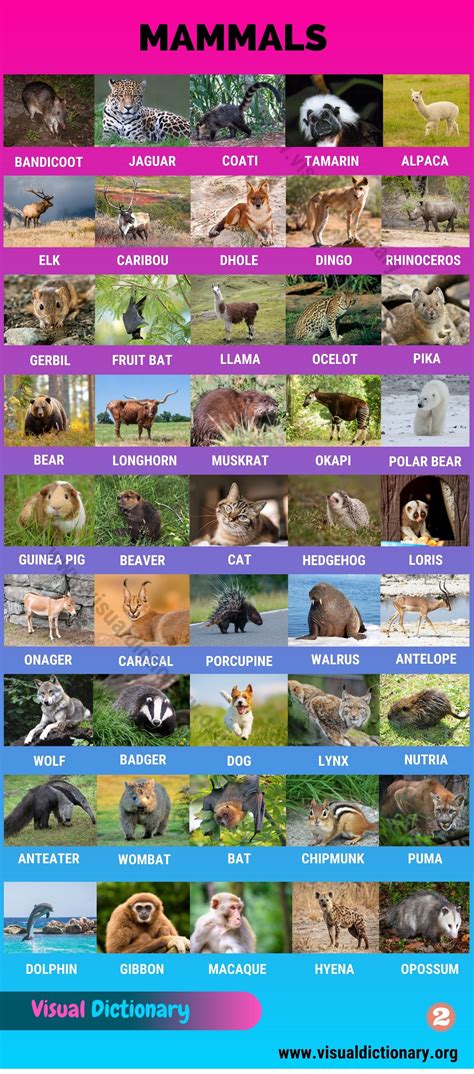 Mammals Wonderful List Of 175 Names Of Mammals With Pictures Visual
