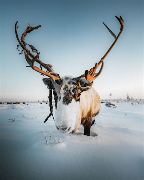 Reindeer On Russian North By Vitaly Tyuk 500px