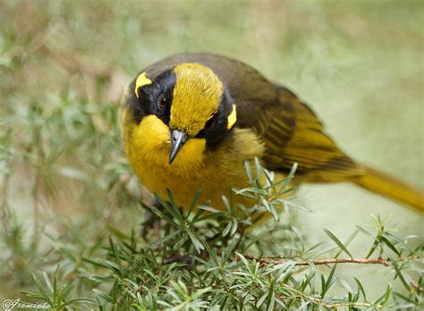 Helmeted Honeyeater Birds In Backyards