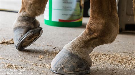 Dropped Fetlocks | The Horse's Advocate