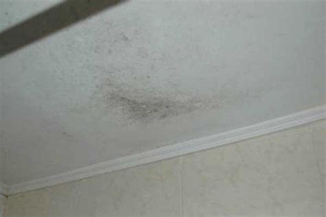 Mould cleaning australia has some great tips to effectivly remove the mould. remove mold from bathroom ceiling