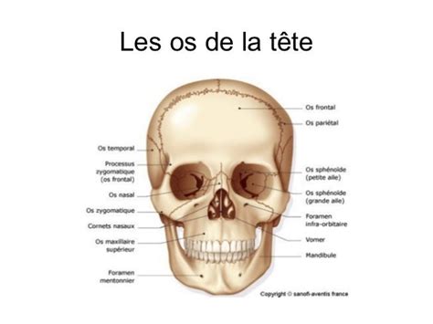 Généralites Sur L Osteologie2012