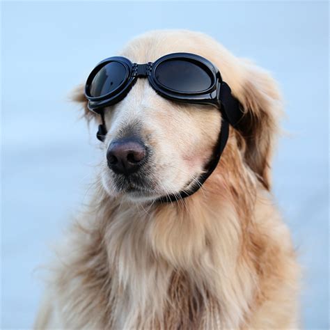 Psbattle Dog In Goggles Rphotoshopbattles