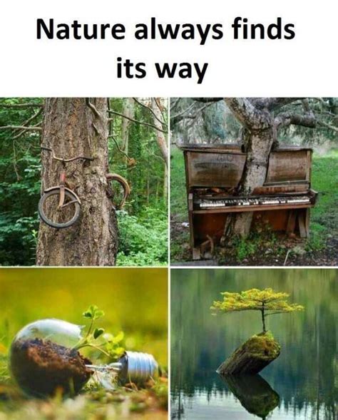 Nature Always Finds Its Way Memes