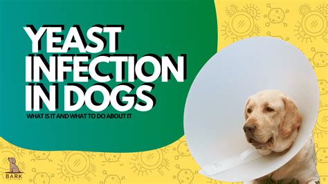 Yeast Infection In Dogs What Is It And What To Do About It Bark For