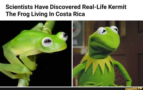 Scientists Have Discovered Real Life Kermit The Frog Living In Costa