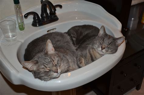 Booger And Knuckles Cats Sleep In Sink At Night Cat Sleeping Cats