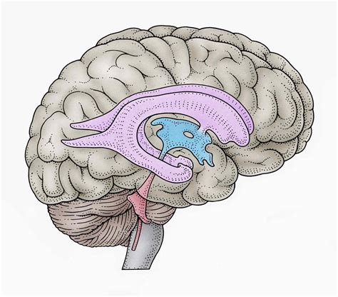 Ventricles Of The Brain Anatomy Function Associated Conditions