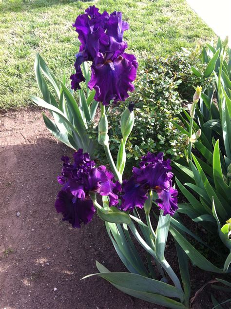 We did not find results for: deep purple iris - love the ruffled edges | Purple garden ...