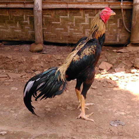 Ayam bangkok dengan rutin pasti akan ada pergantian. Komunitas ayam laga: Gambar Kepala, Jengger, dan Muka Ayam ...