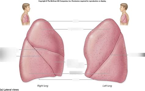 Respiratory Lungs Lateral View Diagram Quizlet
