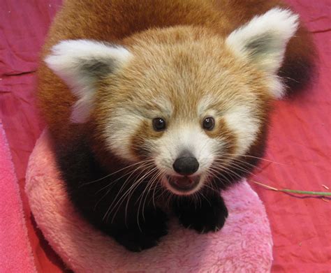 Mad Minerva 20 Disgustingly Cute Red Panda Babies At The Knoxville Zoo