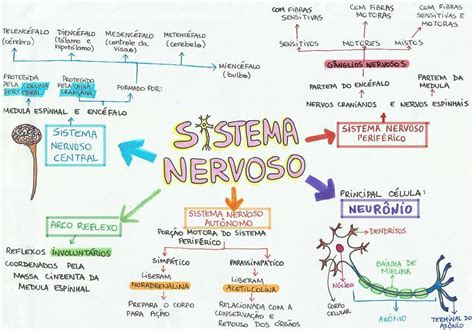 Mapa Mental Sistema Nervoso Mapas Mentais Mapa Mental E Resumos Enem