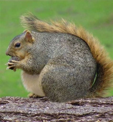 Fat Squirrel Xceptional Wildlife Removal