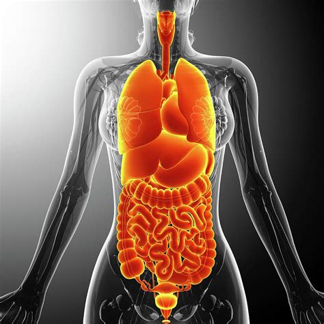 Human Internal Organs Photograph By Pixologicstudio Pixels
