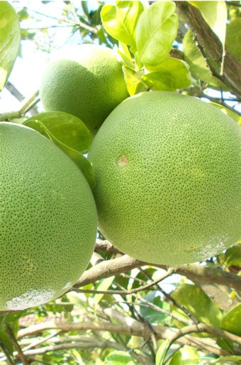 Pomelo Fruits Hanging On The Tree Pomelo Trees To Plant Fruit Garden