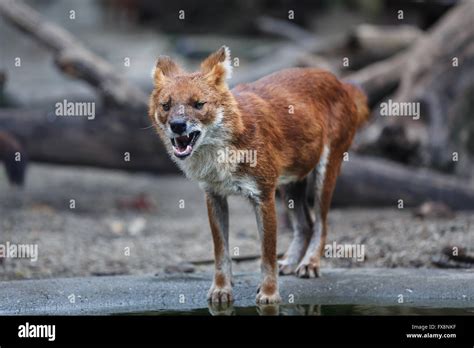 Red wolf eating meat by the water Stock Photo - Alamy