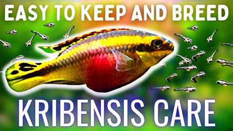 Easiest Egg Laying Fish To Breed Kribensis Care Breeding Guide Youtube