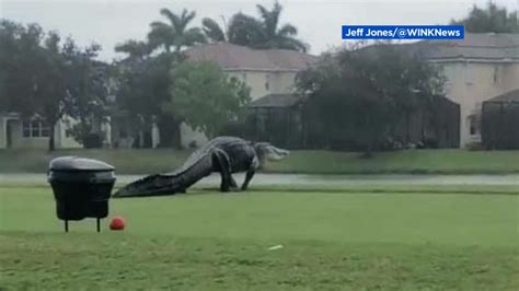 Enormous Alligator Spotted On Golf Course In Naples