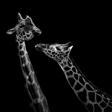 These Black And White Animals By Lukas Holas Are Just