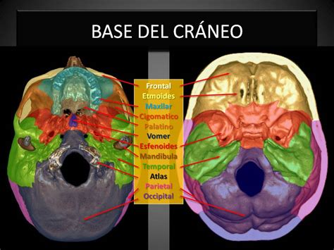 Base Del Craneo Anatomia Sexiz Pix
