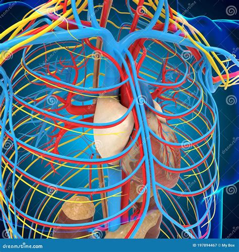Anatomie Met Hart En Vaatstelsel Voor De Menselijke Bloedsomloop 3d