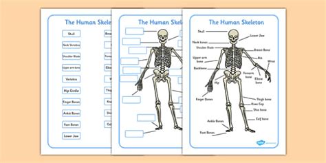 Human Skeleton Labelling Sheets Common Names Human Skeleton
