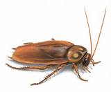 Photos of Cockroach Varieties