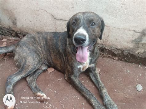 Cachorro Mordido Por Cobra